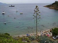 Torrente Vivo